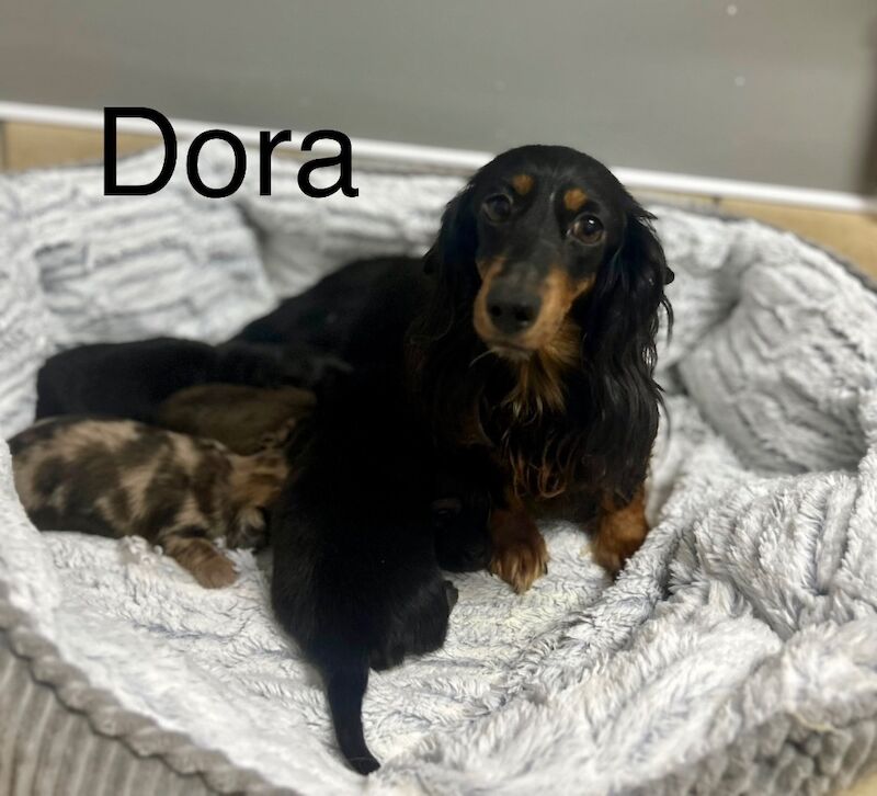 Dachshund puppies for sale in Wisbech, Cambridgeshire – KC registered, 7 weeks old - Image 3 of 4