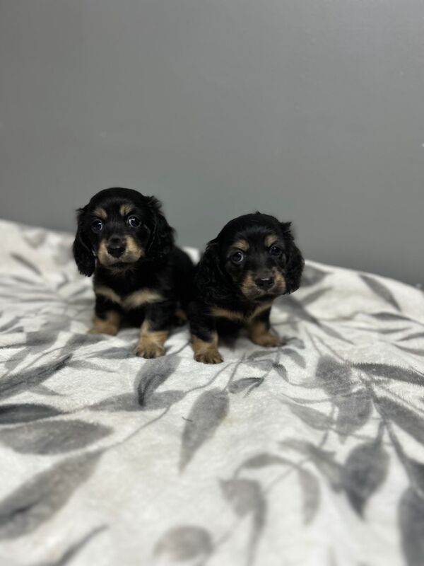 Dachshund puppies for sale in Wisbech, Cambridgeshire – KC registered, 7 weeks old - Image 4 of 4