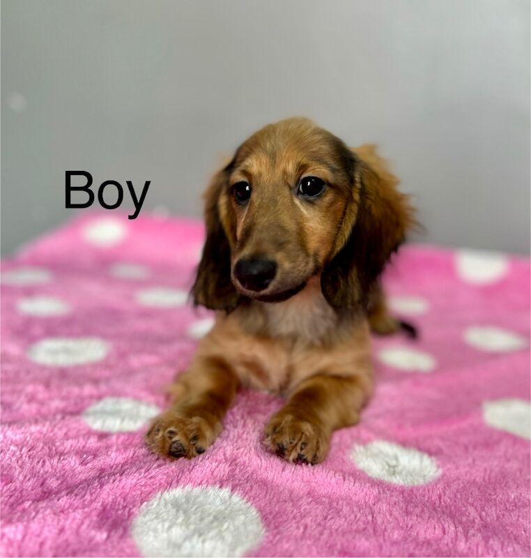 Dachshund puppies for sale in Wisbech, Cambridgeshire – KC registered, 3 months old