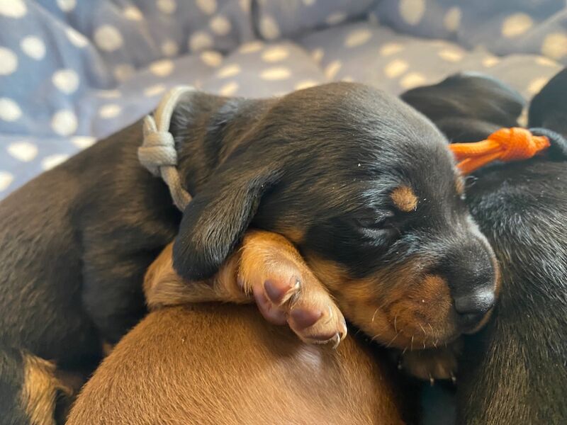 Dachshund puppies for sale in Faringdon, Oxfordshire – 6 weeks old