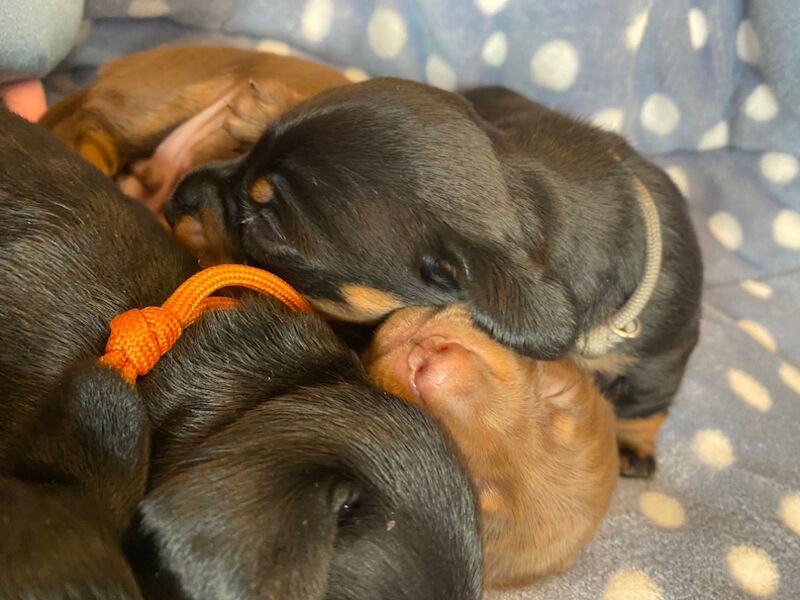 Dachshund puppies for sale in Faringdon, Oxfordshire – 6 weeks old - Image 2 of 12