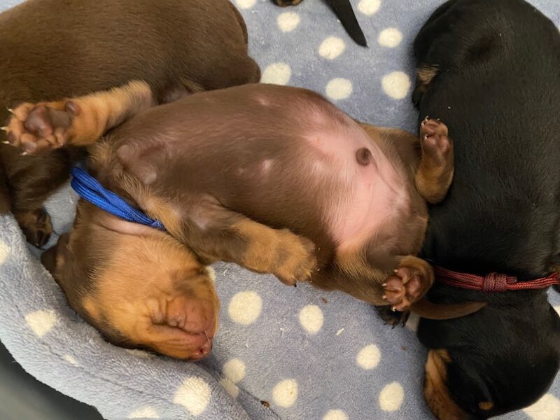 Dachshund puppies for sale in Faringdon, Oxfordshire – 6 weeks old - Image 3 of 12
