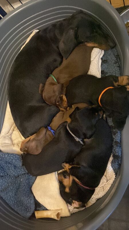Dachshund puppies for sale in Faringdon, Oxfordshire – 6 weeks old - Image 4 of 12