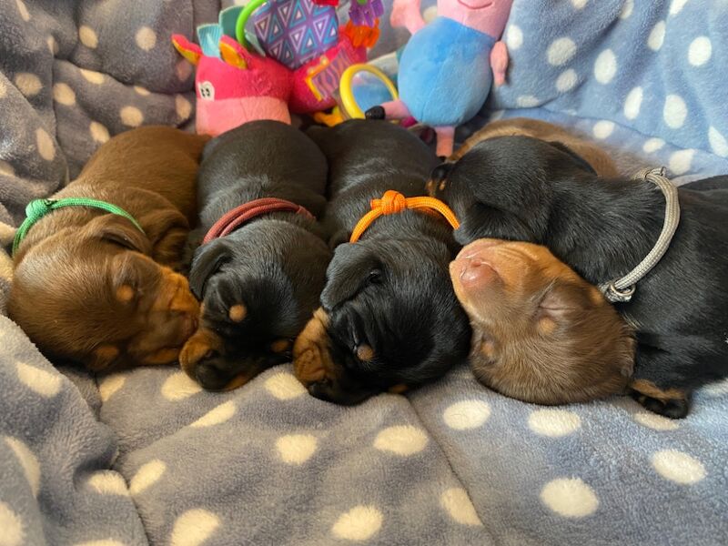 Dachshund puppies for sale in Faringdon, Oxfordshire – 6 weeks old - Image 5 of 12
