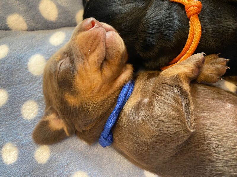 Dachshund puppies for sale in Faringdon, Oxfordshire – 6 weeks old - Image 6 of 12