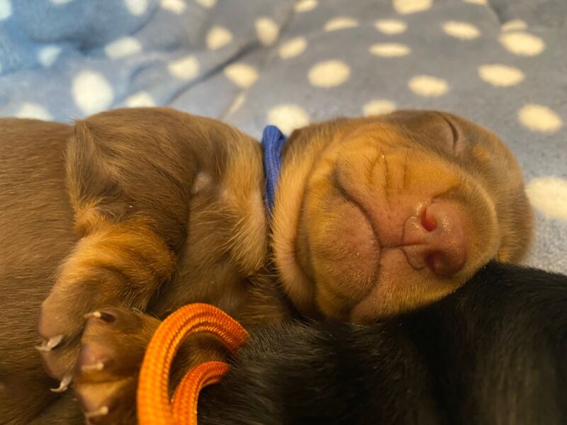 Dachshund puppies for sale in Faringdon, Oxfordshire – 6 weeks old - Image 7 of 12
