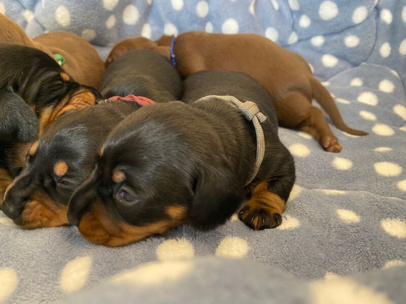 Dachshund puppies for sale in Faringdon, Oxfordshire – 6 weeks old - Image 8 of 12
