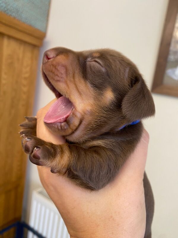 Dachshund puppies for sale in Faringdon, Oxfordshire – 6 weeks old - Image 9 of 12