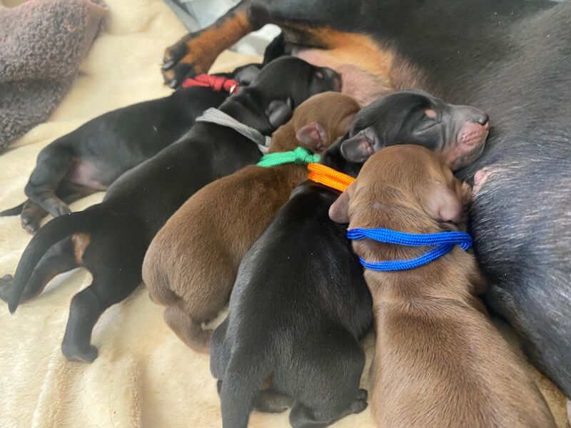 Dachshund puppies for sale in Faringdon, Oxfordshire – 6 weeks old - Image 11 of 12
