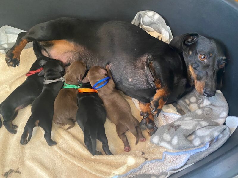Dachshund puppies for sale in Faringdon, Oxfordshire – 6 weeks old - Image 12 of 12