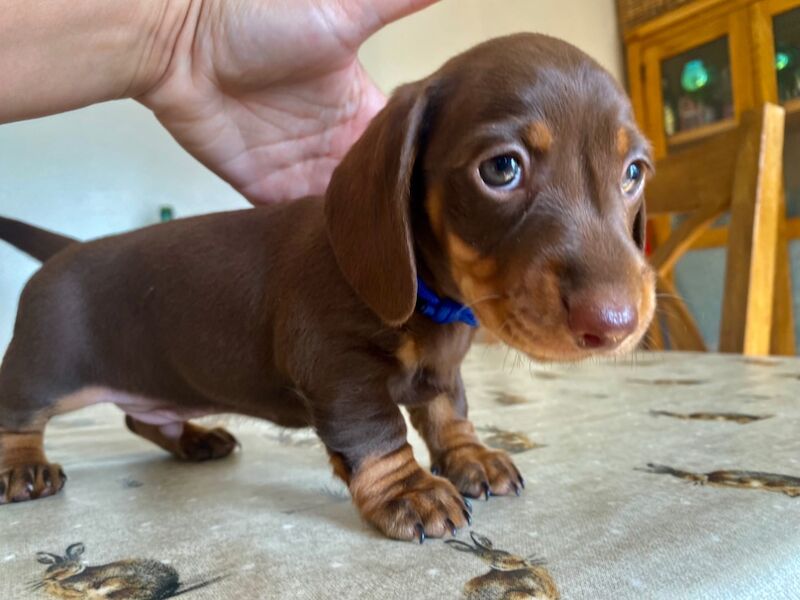 Dachshund puppies for sale in Faringdon, Oxfordshire – 8 weeks old - Image 13 of 13