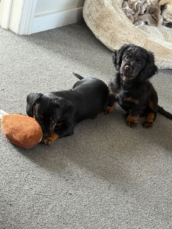 2 mini Dachshund cross for sale in Southend-on-Sea, Essex
