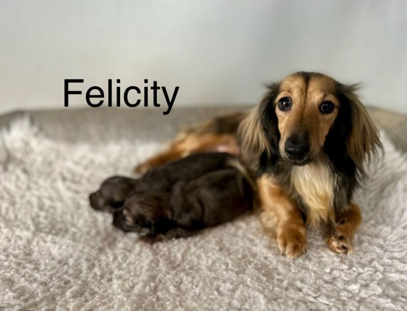 Dachshund puppies for sale in Wisbech, Cambridgeshire – KC registered, 3 weeks old