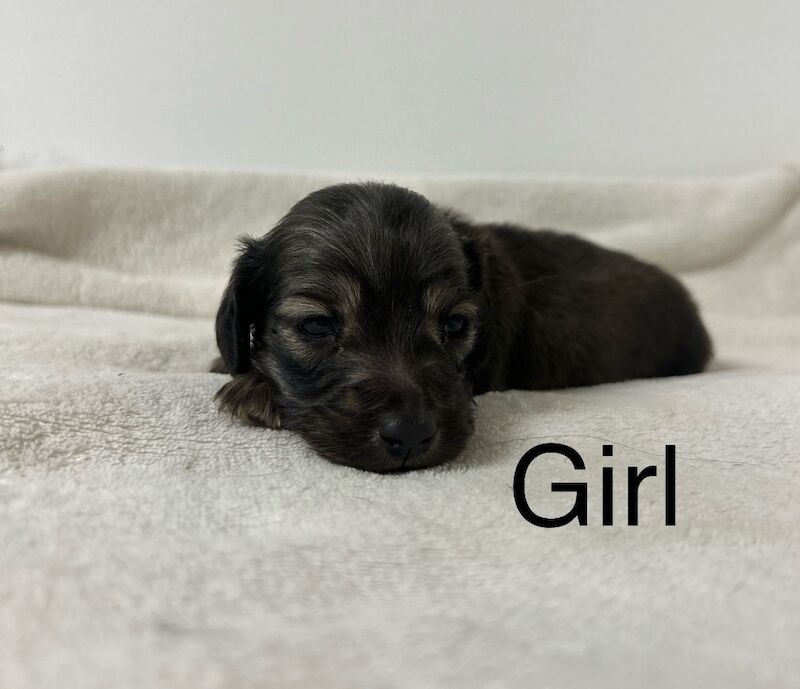 Dachshund puppies for sale in Wisbech, Cambridgeshire – KC registered, 6 weeks old - Image 2 of 5