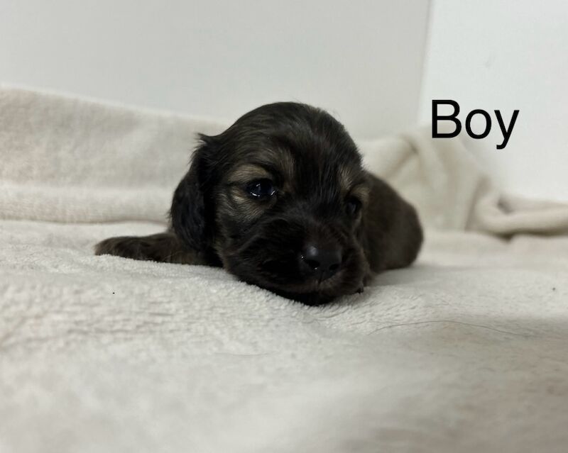 Dachshund puppies for sale in Wisbech, Cambridgeshire – KC registered, 6 weeks old - Image 3 of 5
