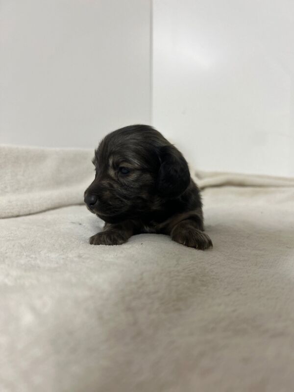 Dachshund puppies for sale in Wisbech, Cambridgeshire – KC registered, 6 weeks old - Image 4 of 5
