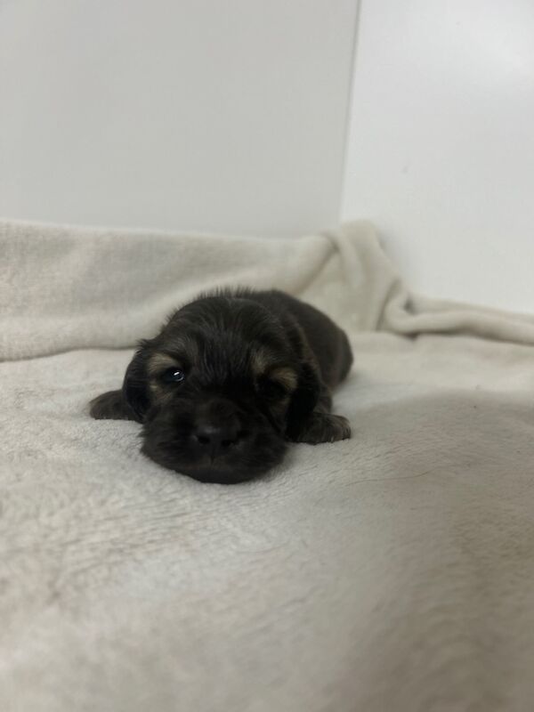 Dachshund puppies for sale in Wisbech, Cambridgeshire – KC registered, 6 weeks old - Image 5 of 5