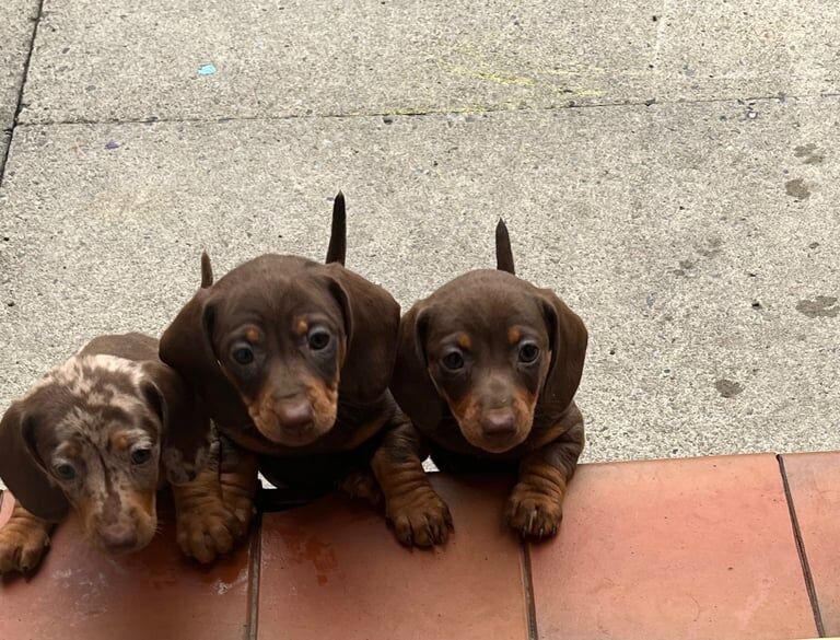 🩷🐾3 Adorable miniature daschund puppies 🩷🐾 for sale in Bolton, Greater Manchester