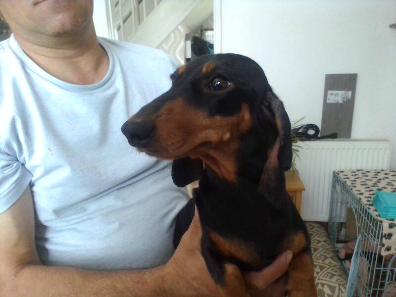 3 Beautiful Daschund Puppies ££300 for sale in St Helens, Merseyside | Image 3