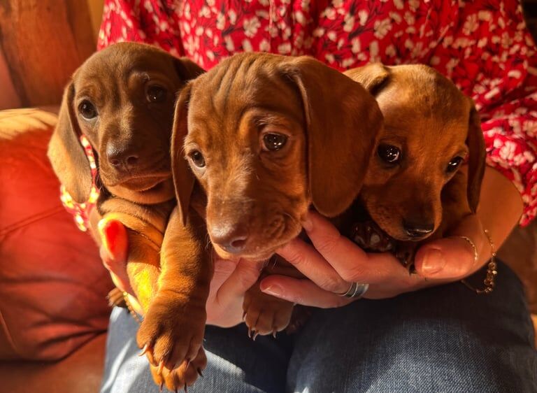 3 Beautiful KC Registered Miniature Dachshund Puppies for sale in Petworth, West Sussex