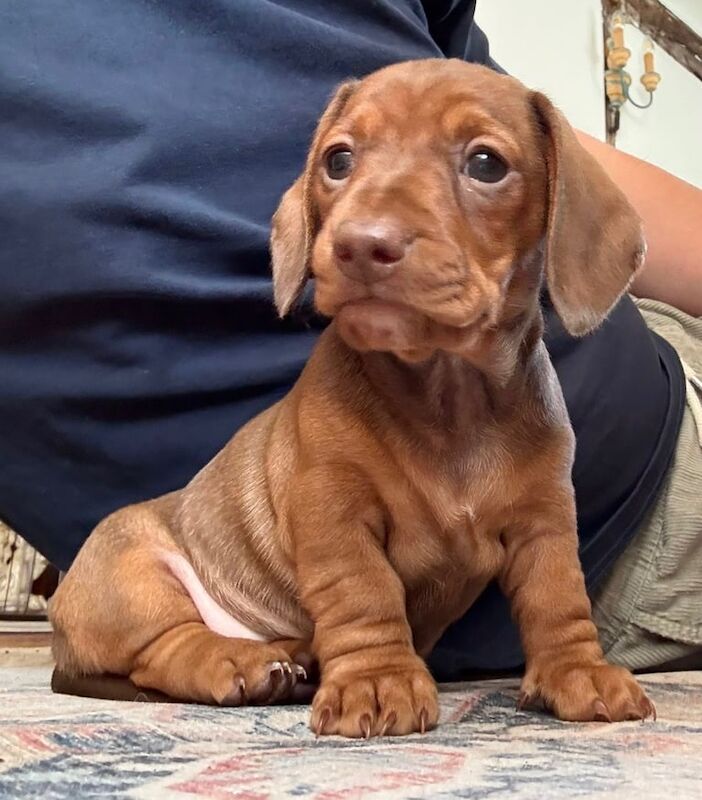 3 Beautiful KC Registered Miniature Dachshund Puppies for sale in Petworth, West Sussex | Image 2