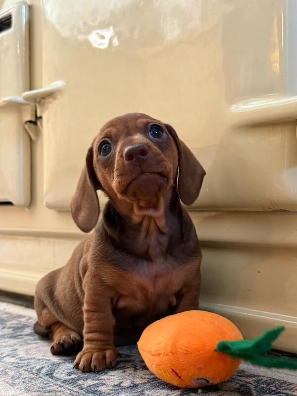 3 Beautiful KC Registered Miniature Dachshund Puppies for sale in Petworth, West Sussex | Image 3