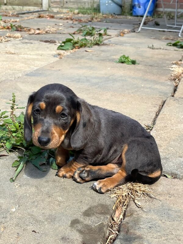 Chocolate Dachshund puppies for sale in Cambridge, Cambridgeshire – 9 weeks old
