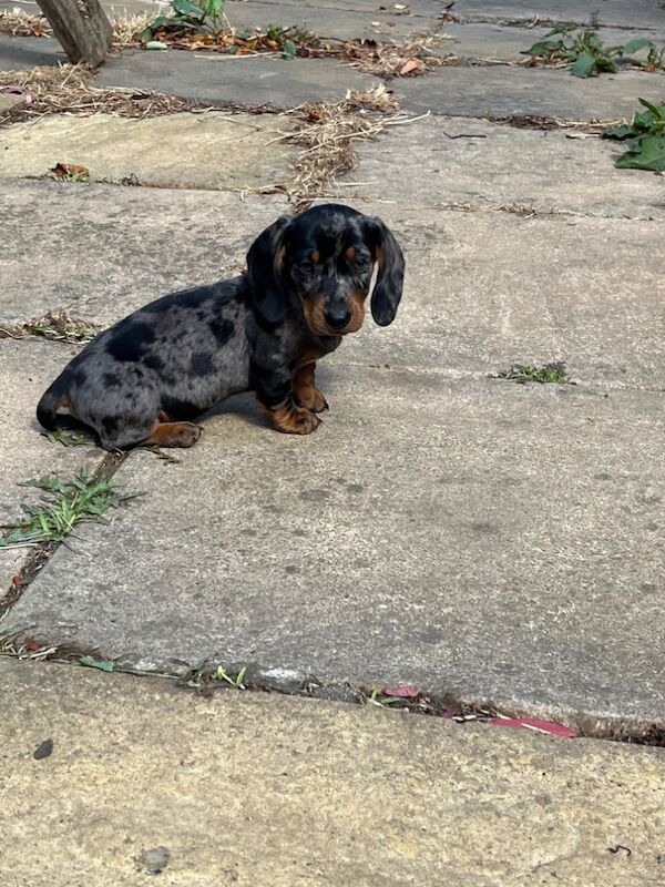 Dachshund puppies for sale in Cambridge, Cambridgeshire – 3 months old - Image 2 of 8