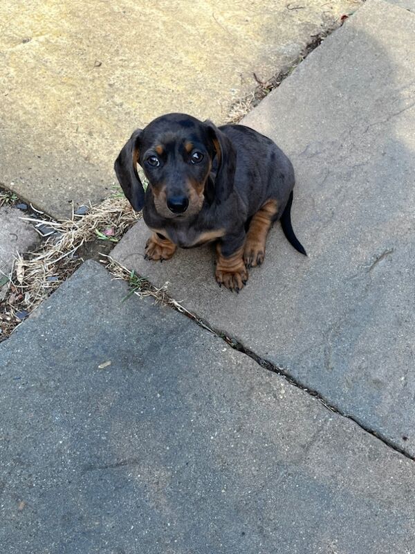 Dachshund puppies for sale in Cambridge, Cambridgeshire – 3 months old - Image 3 of 8