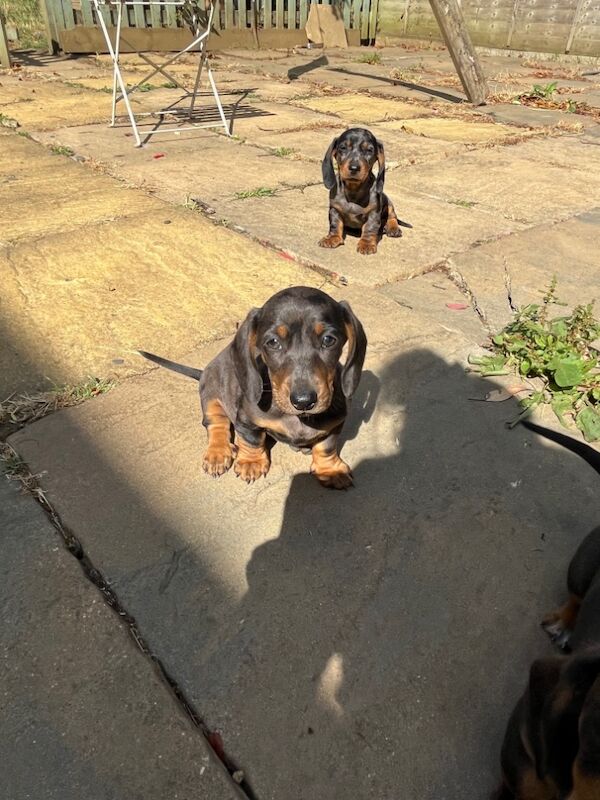 Dachshund puppies for sale in Cambridge, Cambridgeshire – 3 months old - Image 4 of 8