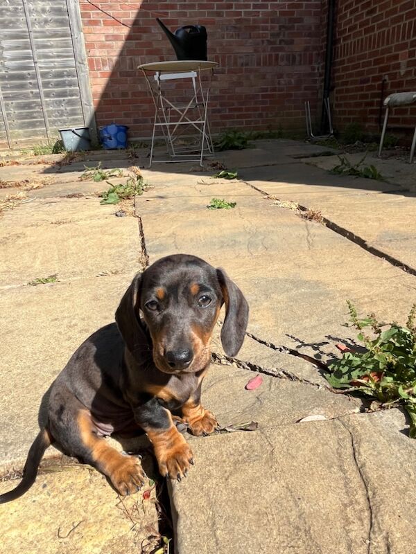 Dachshund puppies for sale in Cambridge, Cambridgeshire – 3 months old - Image 6 of 8