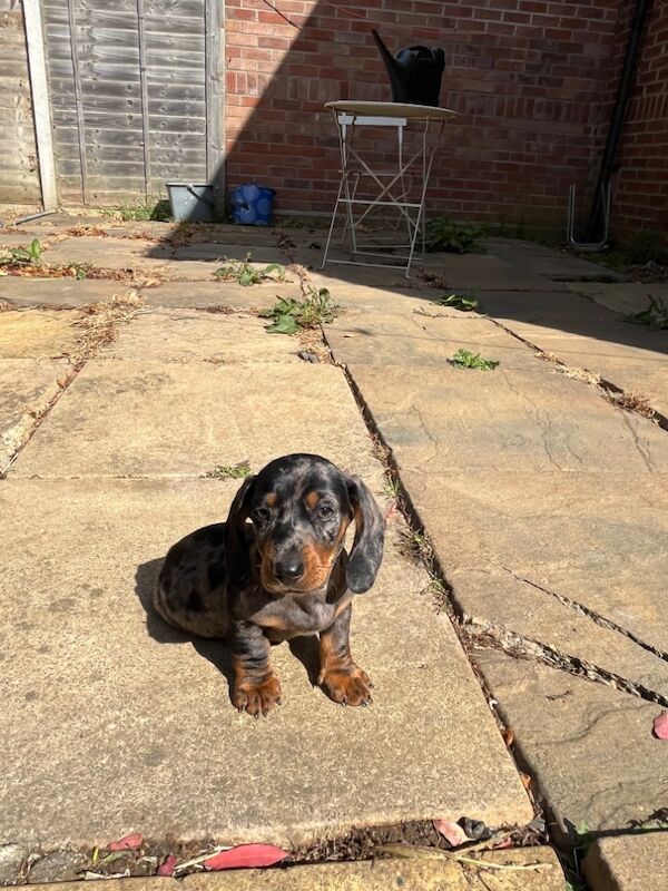 Dachshund puppies for sale in Cambridge, Cambridgeshire – 3 months old - Image 7 of 8