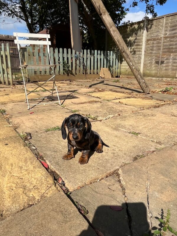 Dachshund puppies for sale in Cambridge, Cambridgeshire – 3 months old - Image 8 of 8