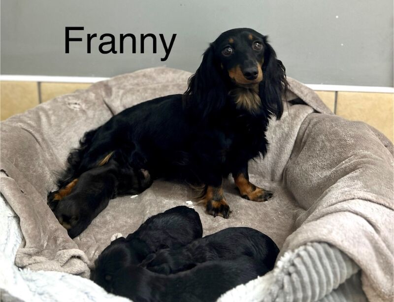 Dachshund puppies for sale in Wisbech, Cambridgeshire – 9 weeks old - Image 2 of 5