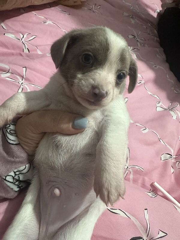 Dachshund puppies for sale in HP22 – 5 weeks old - Image 3 of 13
