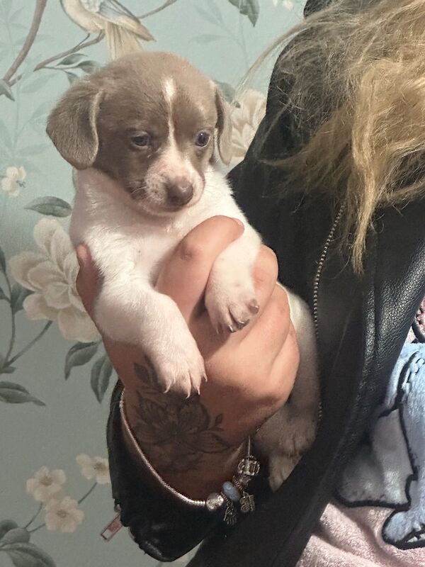 Dachshund puppies for sale in HP22 – 5 weeks old - Image 4 of 13