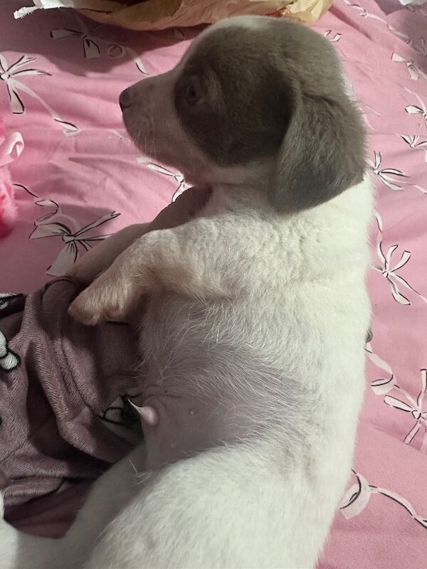 Dachshund puppies for sale in HP22 – 5 weeks old - Image 5 of 13