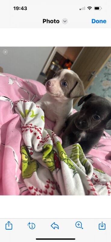 Dachshund puppies for sale in HP22 – 5 weeks old - Image 7 of 13
