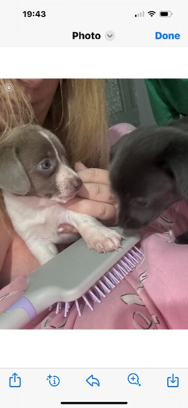 Dachshund puppies for sale in HP22 – 5 weeks old - Image 8 of 13