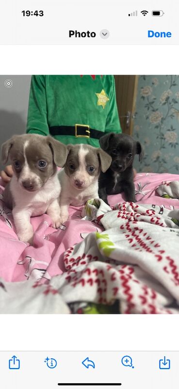 Dachshund puppies for sale in HP22 – 5 weeks old - Image 11 of 13
