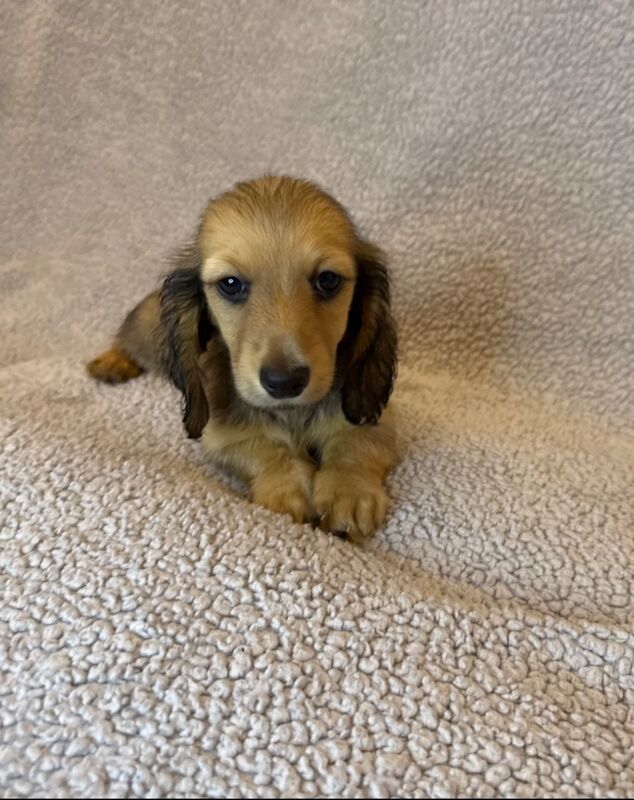 Dachshund puppies for sale in Sunderland, Tyne and Wear – KC registered, 9 weeks old
