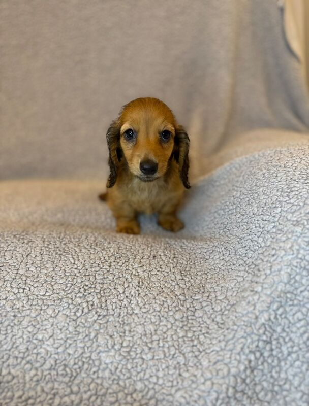 Dachshund puppies for sale in Sunderland, Tyne and Wear – KC registered, 9 weeks old - Image 2 of 4