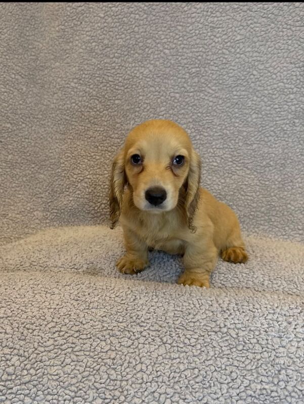 Dachshund puppies for sale in Sunderland, Tyne and Wear – KC registered, 9 weeks old - Image 3 of 4
