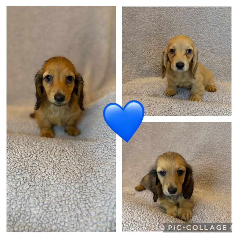 Dachshund puppies for sale in Sunderland, Tyne and Wear – KC registered, 9 weeks old - Image 4 of 4