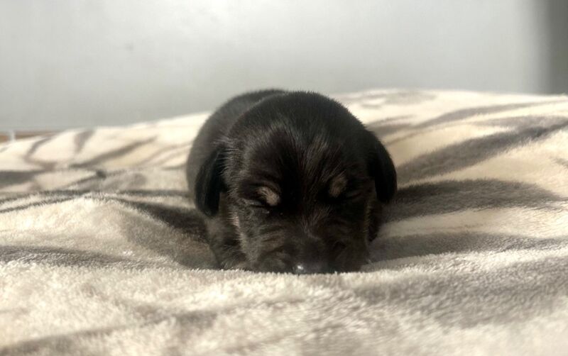 Dachshund puppies for sale in Wisbech, Cambridgeshire – 2 weeks old - Image 3 of 7