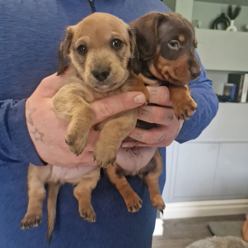 1 miniature dachshund puppies left!! Ready to leave choc and tan boy for sale in Havant, Hampshire