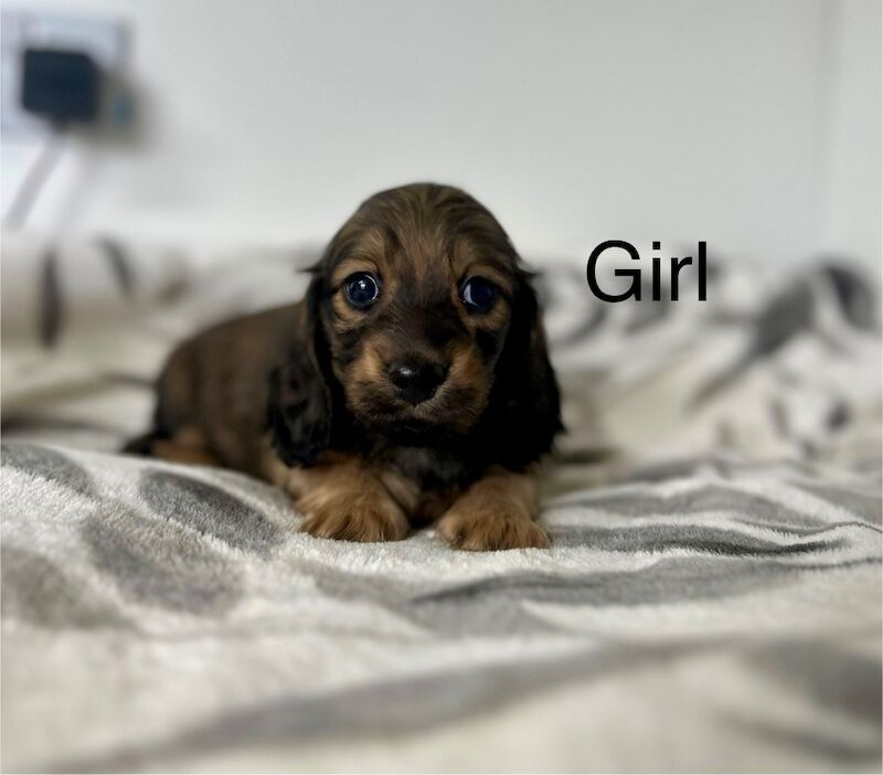 Dachshund puppies for sale in Wisbech, Cambridgeshire – KC registered, 8 weeks old