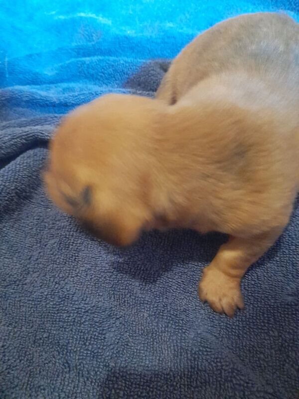 4 beautiful puppys they are 3/4 dachund 1/4 pomeranian for sale in Kettering, Northamptonshire | Image 2