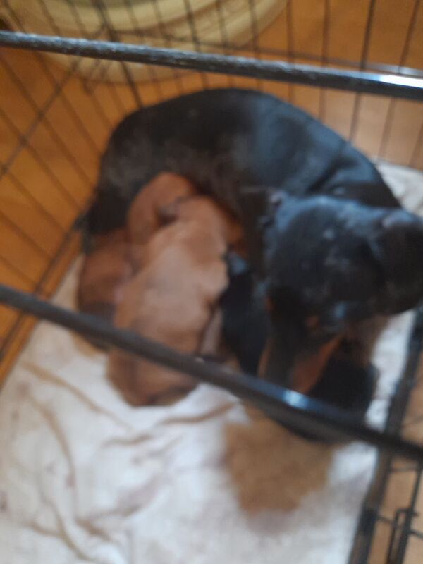 4 beautiful puppys they are 3/4 dachund 1/4 pomeranian for sale in Kettering, Northamptonshire | Image 3