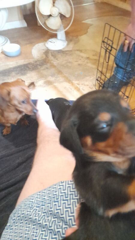 4 beautiful puppys they are 3/4 dachund 1/4 pomeranian for sale in Kettering, Northamptonshire | Image 4